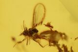 Fossil Fly Swarm (Diptera) and an Unidentified Larva in Baltic Amber #135080-2